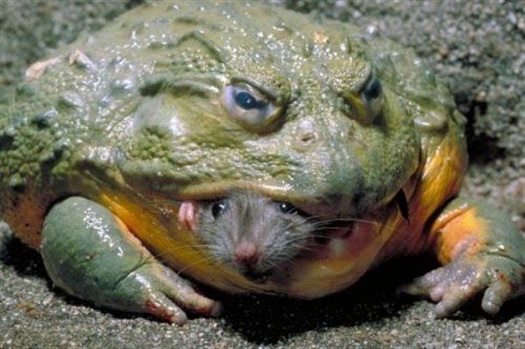 frog eating mouse.jpg